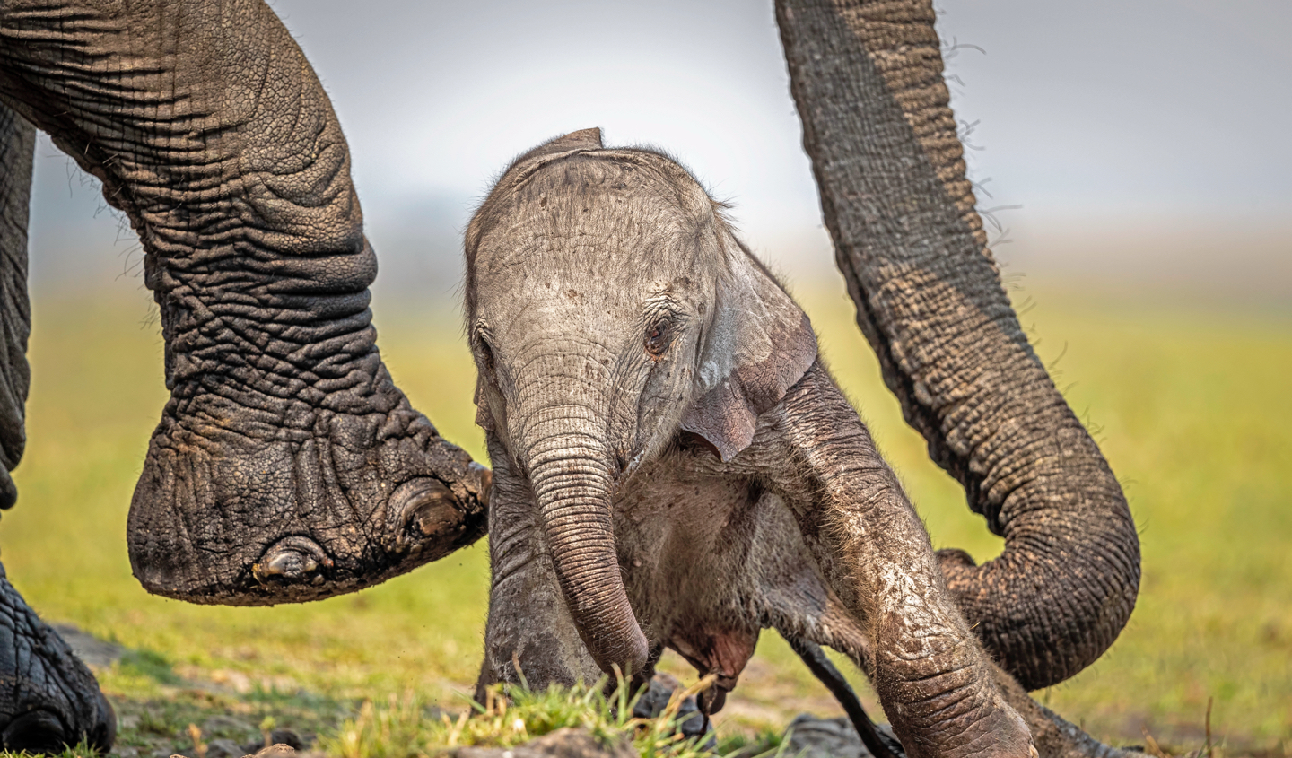 Elephant  African Wildlife Foundation