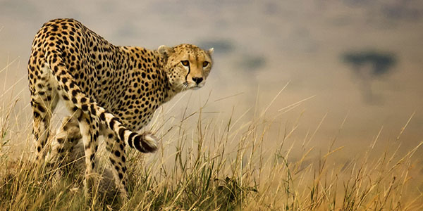 fastest land animal in the world after cheetah