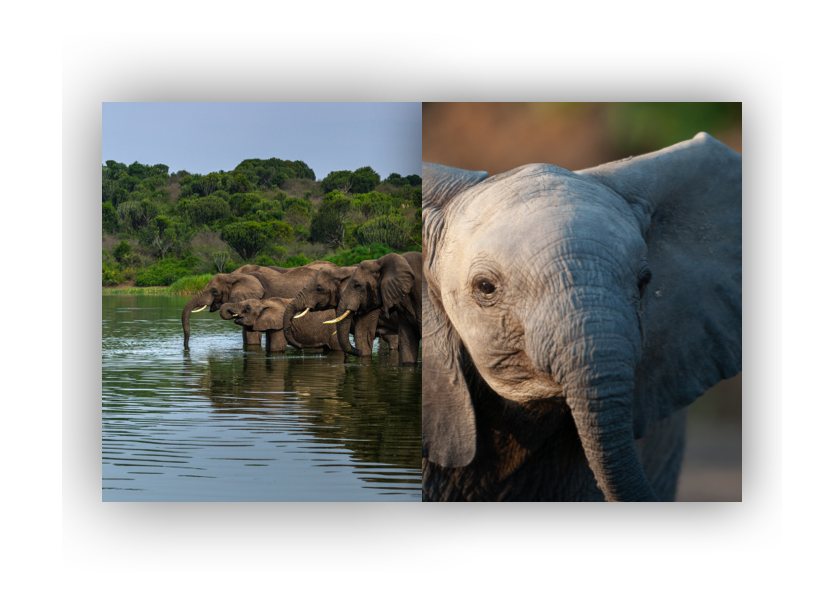 elephants in water and a baby elephant