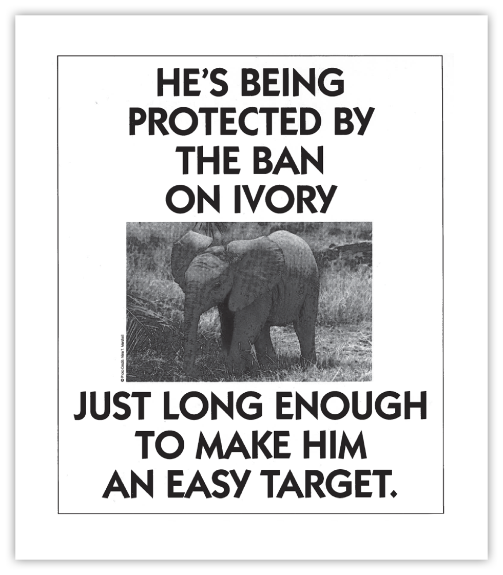 vintage ad with image of young elephant: He's being protected by the ban on ivory just long enoug to make him an easy target.
