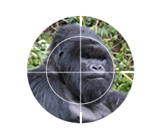 Mountain Gorilla