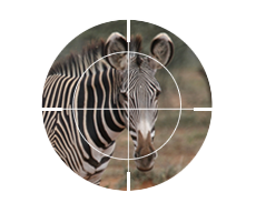 Grevy's Zebra