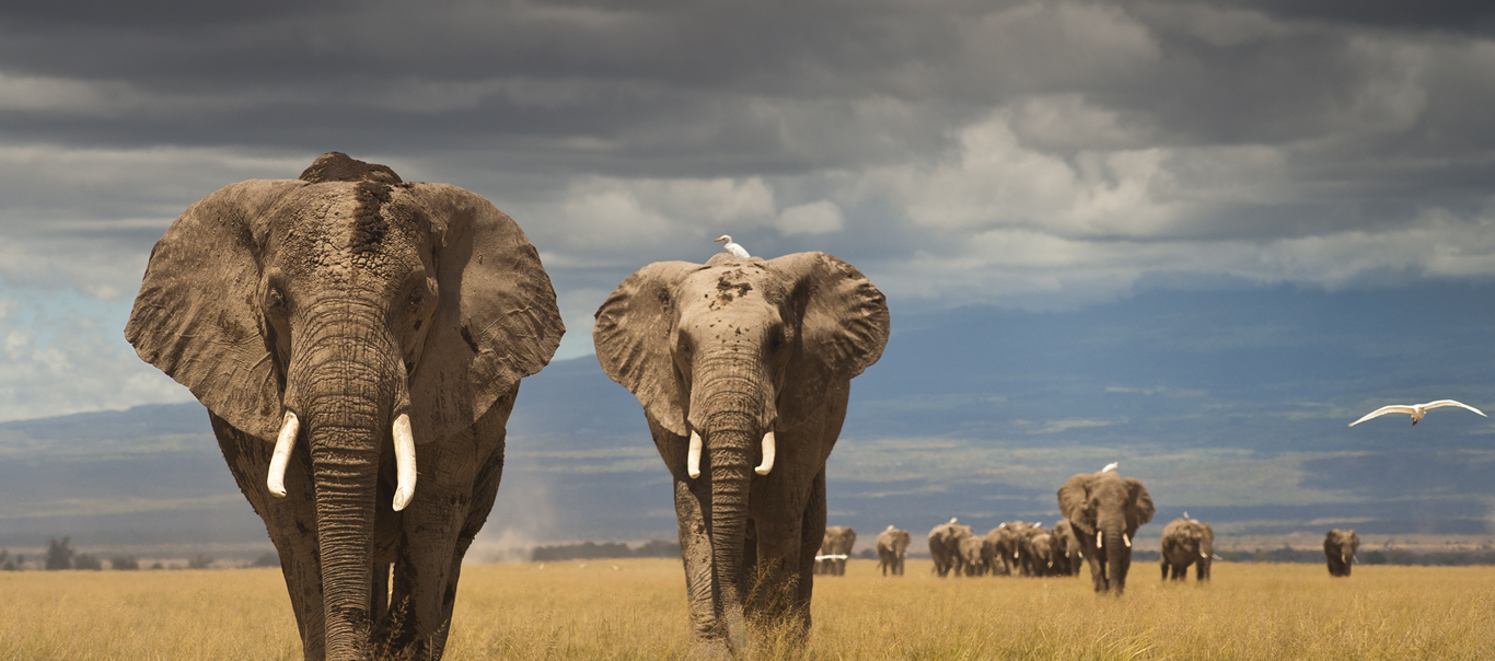 Africa is home to the world's most iconic wildlife.
